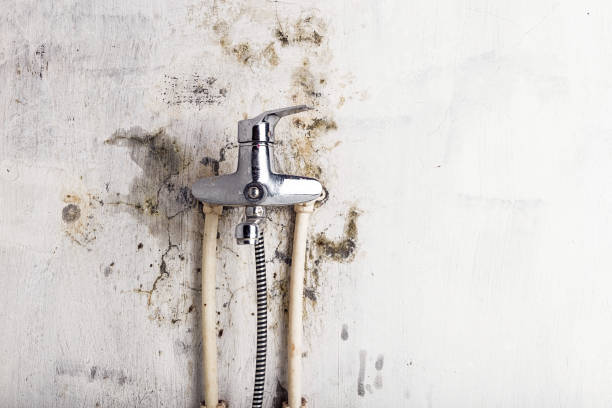 Best Kitchen Mold Remediation in Horse Cave, KY