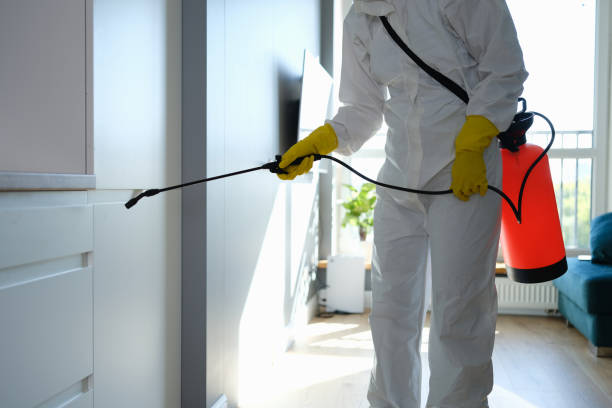 Best Post-Flood Mold Remediation in Horse Cave, KY