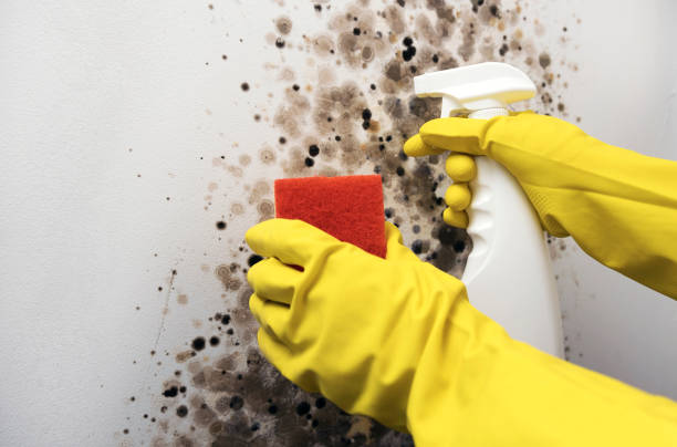 Best Mold Remediation for Specific Building Types in Horse Cave, KY
