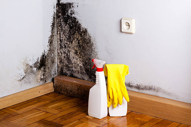 Best Industrial Mold Remediation in Horse Cave, KY